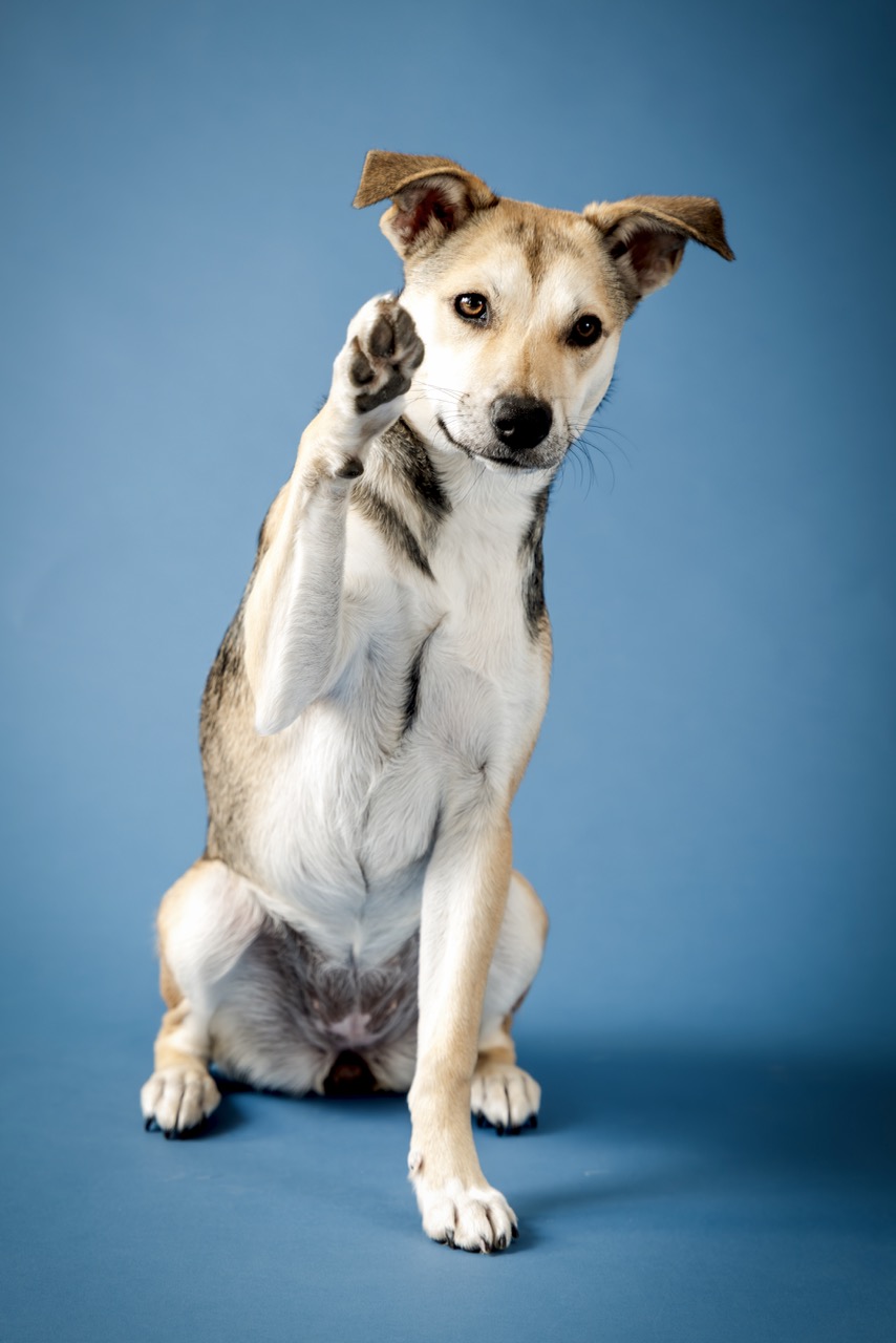 Featured Dog Portrait