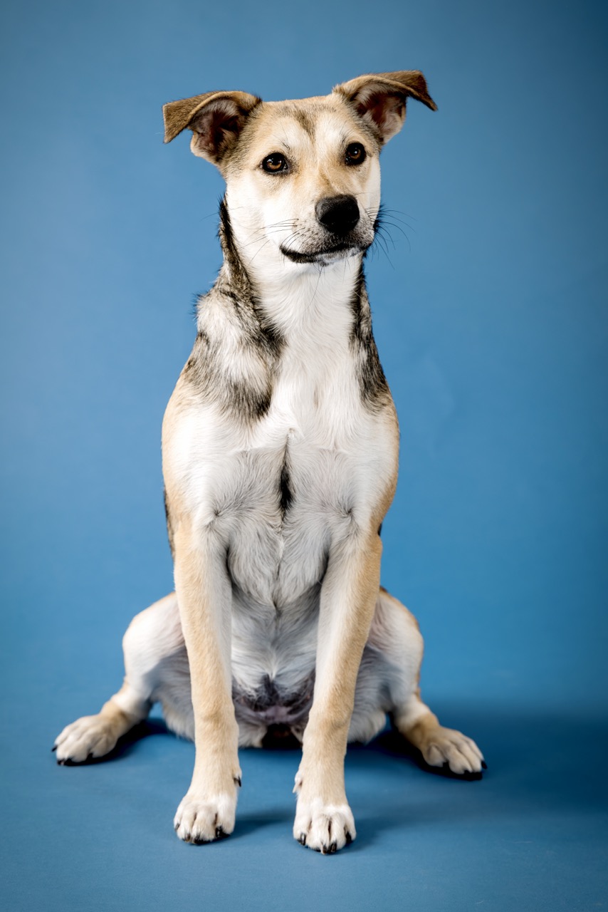 Canine Portrait Profile