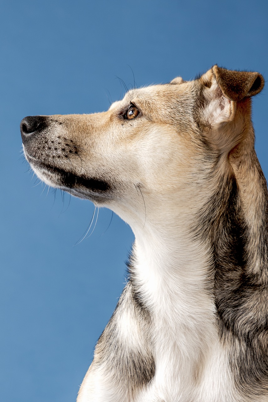 Canine Portrait Sitting