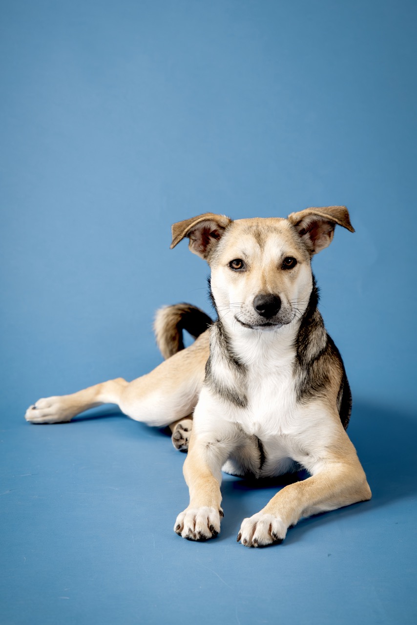 Canine Portrait Resting