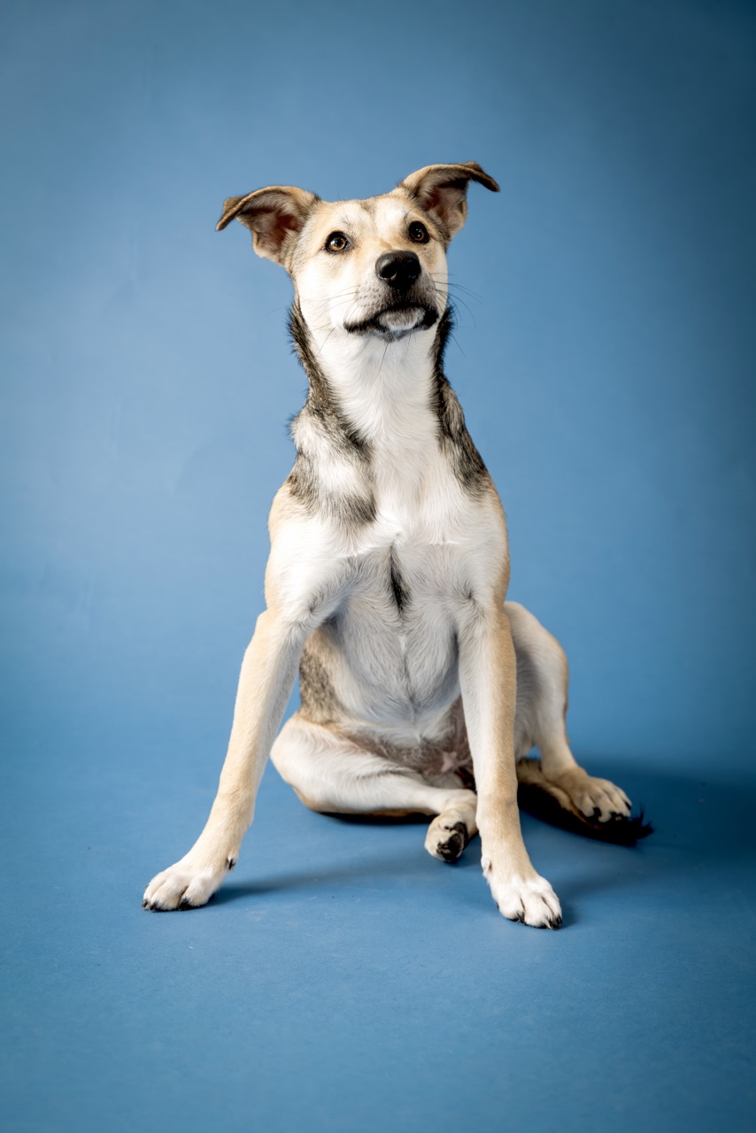 Canine Portrait Looking Up