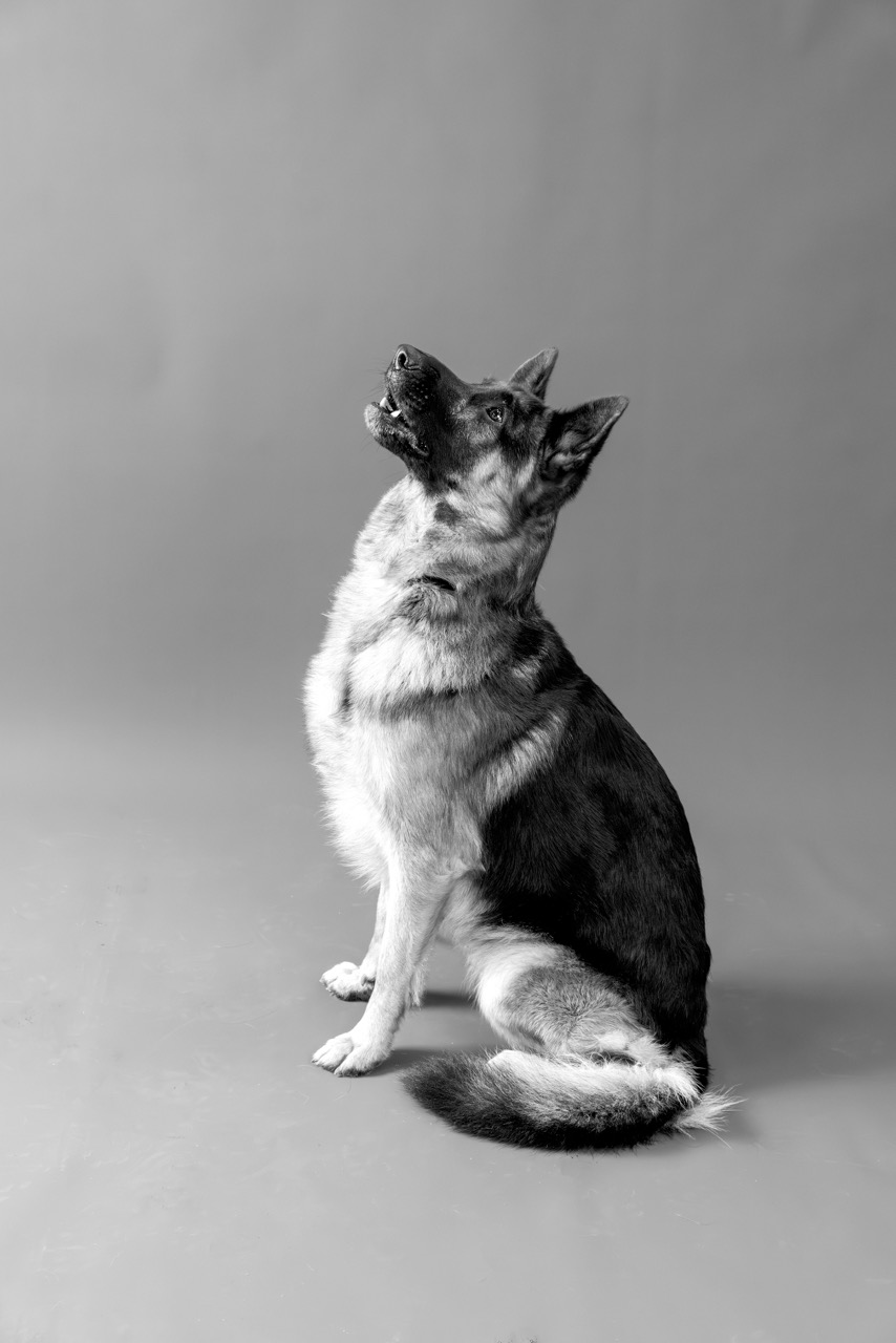 Canine Portrait Rex Looking Up