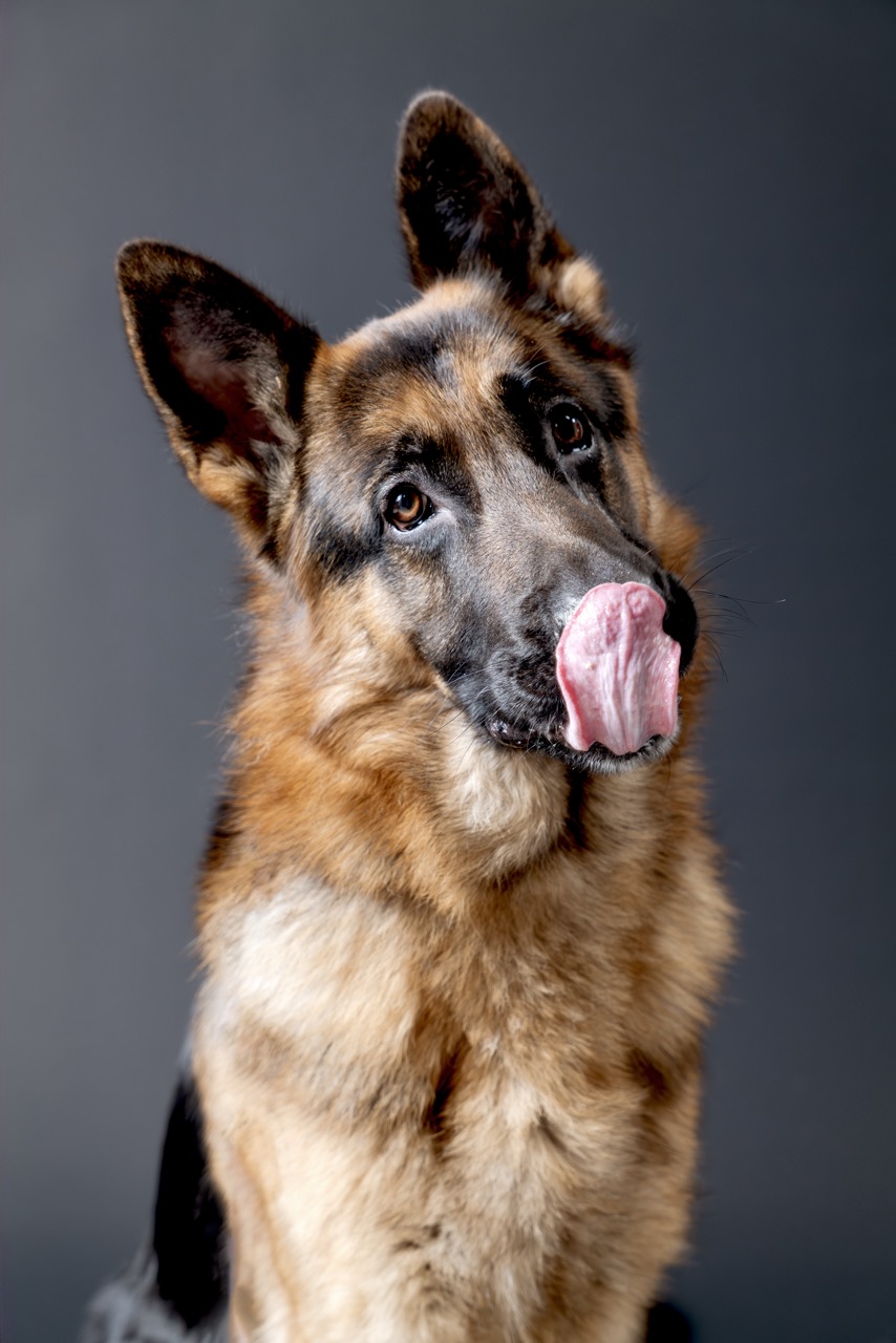 Canine Portrait Rex Licking Nose
